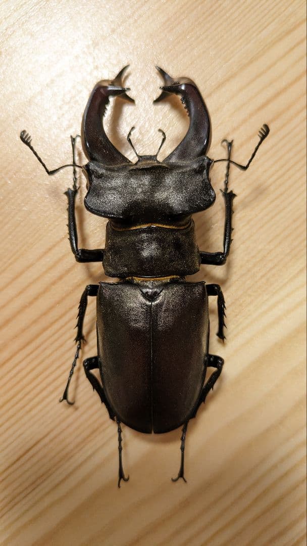 メキシコ産マヤシロカブト 64mm