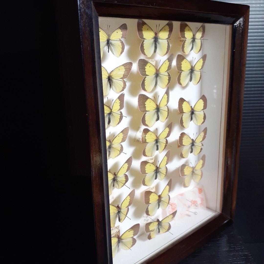 蝶標本 ミヤマモンキチョウ (規制前採集)ドイツ標本箱二箱入り