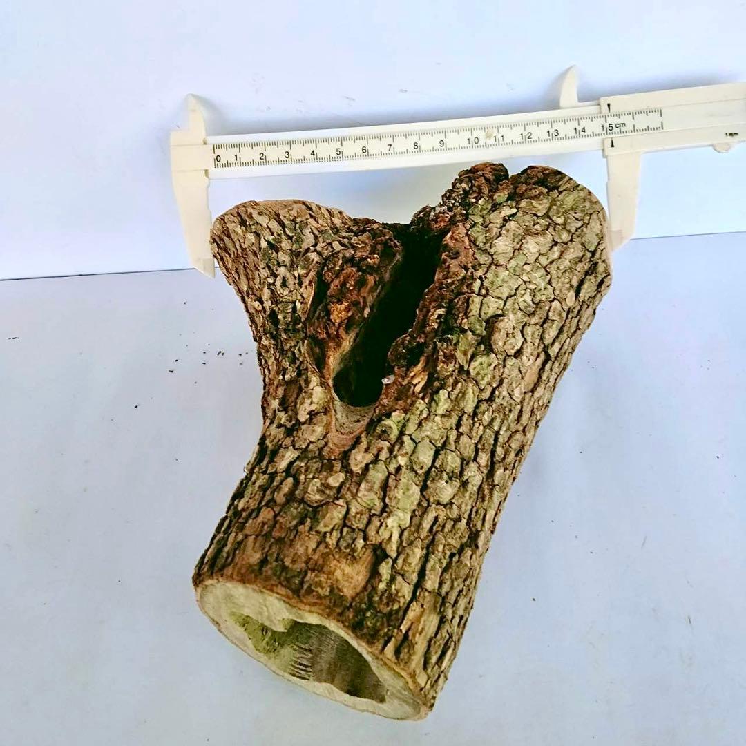 隠れ家 クワリウム 天然樹洞 エサ皿クワガタ シェルター 登り木 止まり木