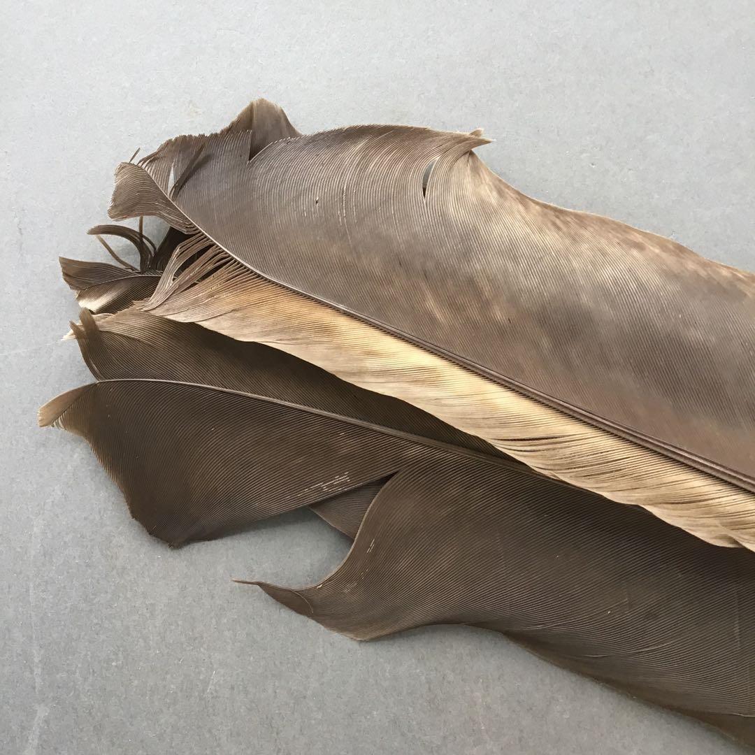 茶道具 羽箒(孔雀羽入り) 紙箱(修復歴あり、紙箱劣化有) S21HB