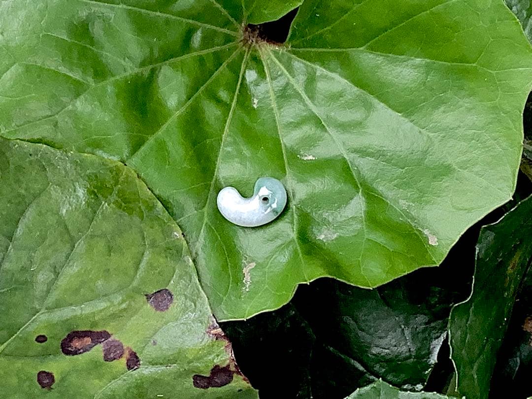 ✳緑混じりの氷肌*アイスジェイド 糸魚川翡翠勾玉 御守りに‼️