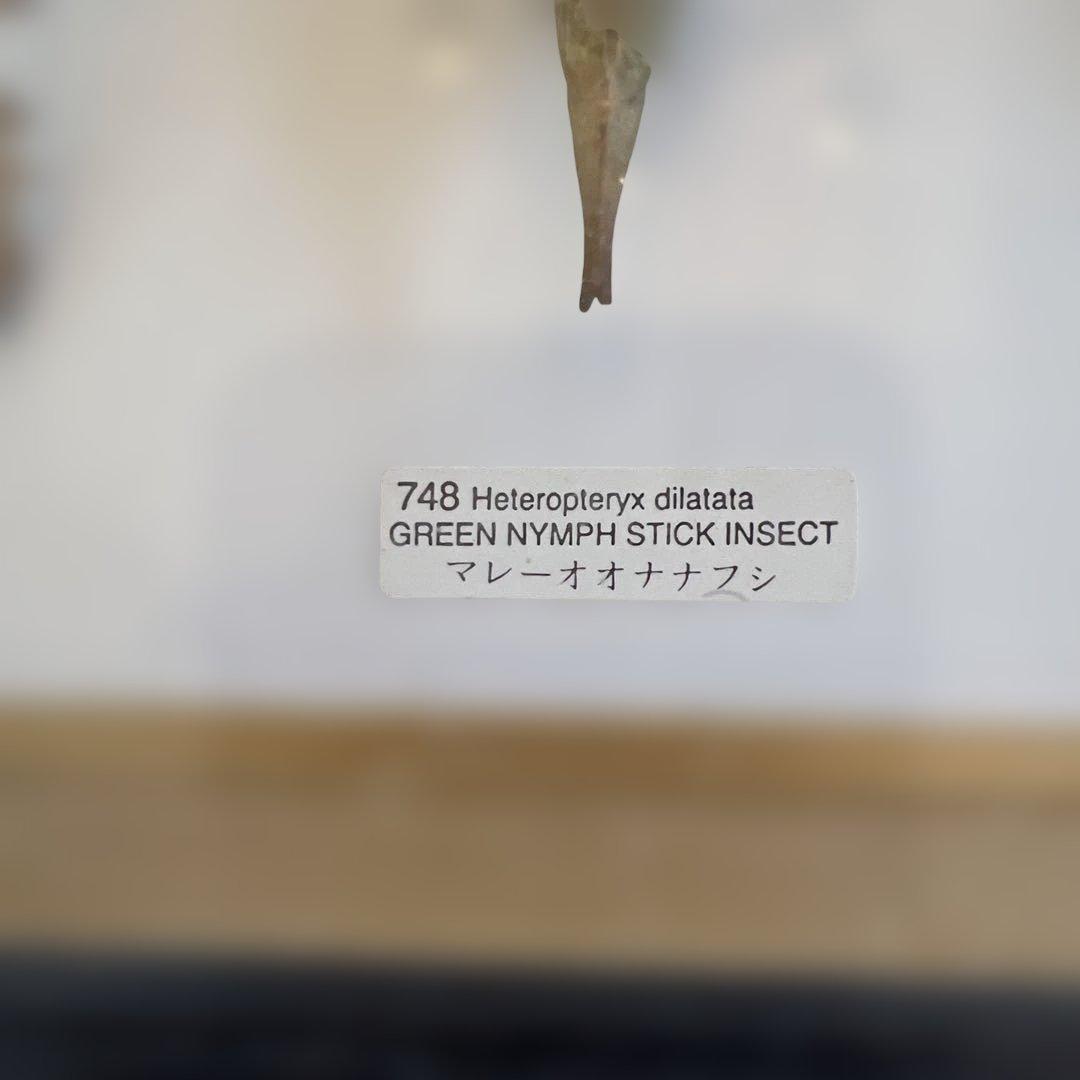 マレーシア 剥製ヴィンテージマレーオオニフシ 標本