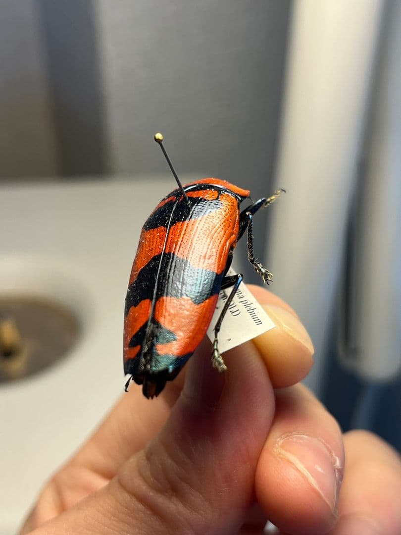 39mm】クロモンベニオウサマムカシタマムシCalodema 標本スハンダエ