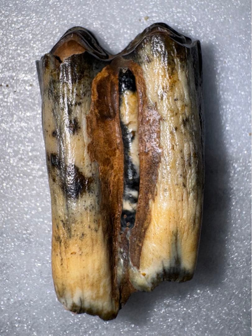 沖縄産、牛の歯化石