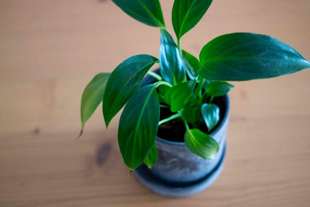 美品/試写有】Canon New FD 35mm f/2.8 オールドレンズ