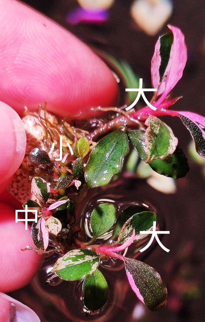 ブセファランドラsp ピンクバリエガータ