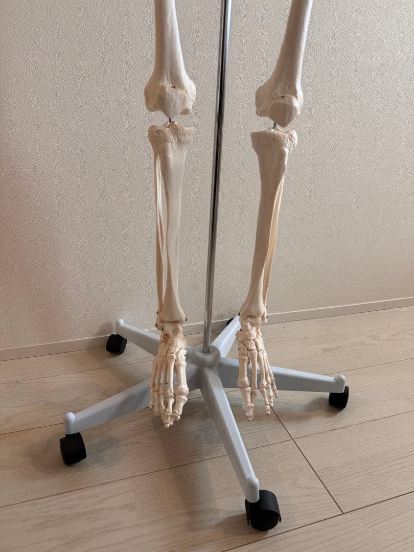 170cm 人体模型 可動関節 等身大 医療用