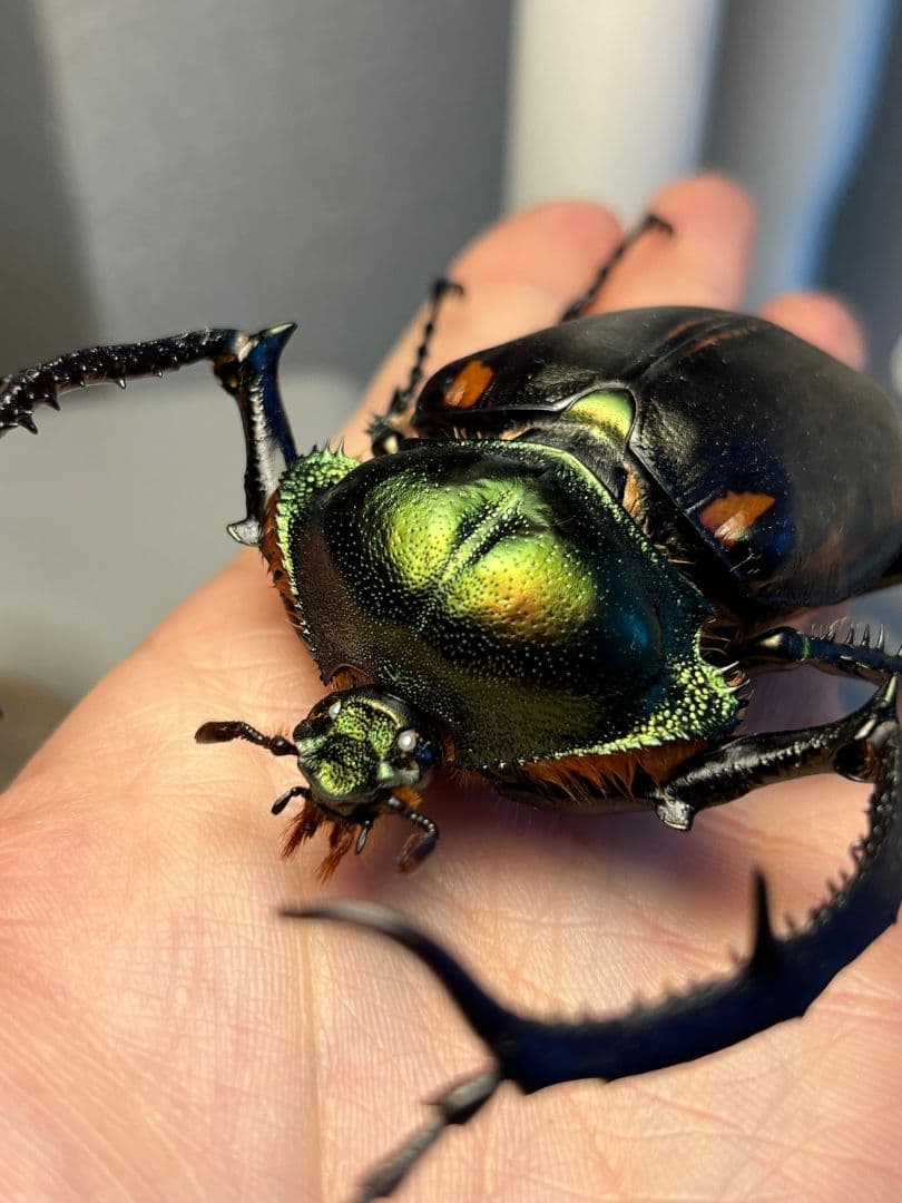 73mm】ヤンソニーテナガコガネ カメムシサシガメ甲虫昆虫標本ハムシ