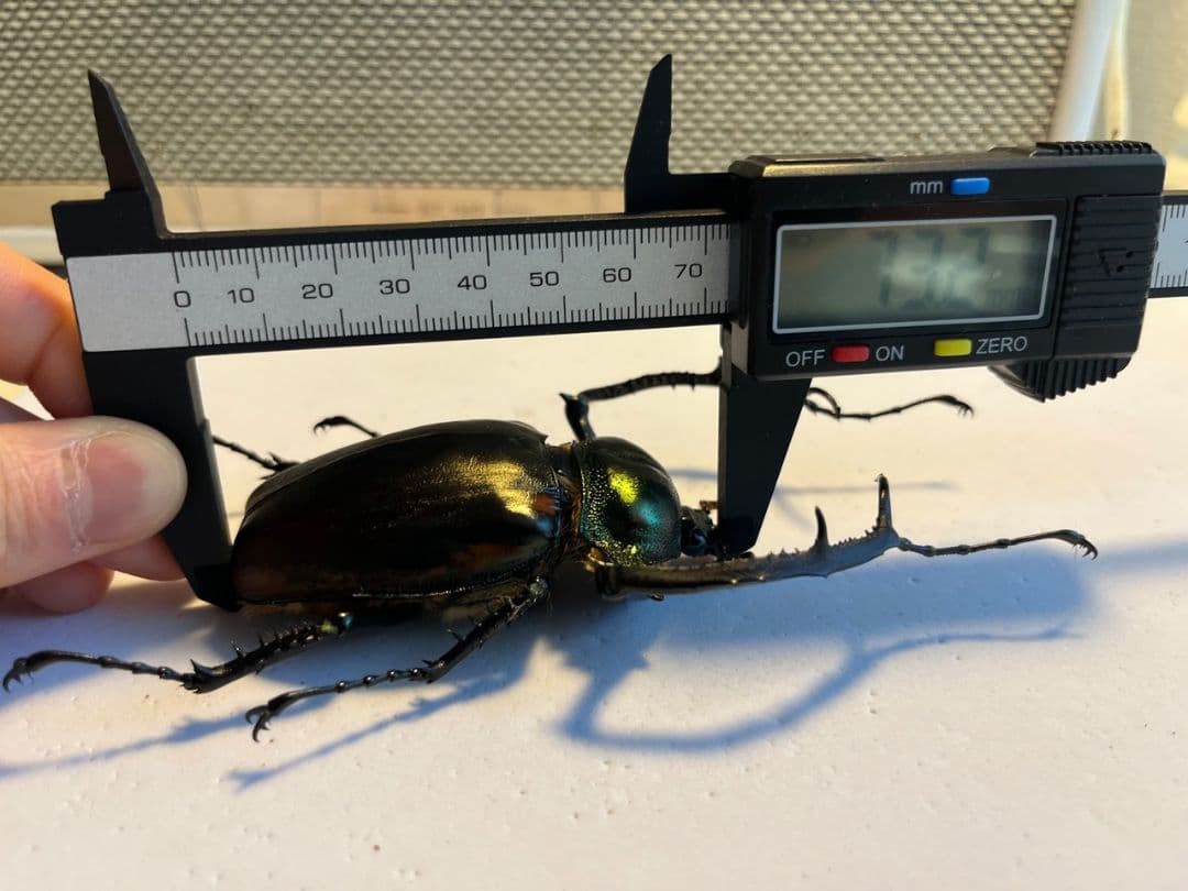 73mm】ヤンソニーテナガコガネ カメムシサシガメ甲虫昆虫標本ハムシ