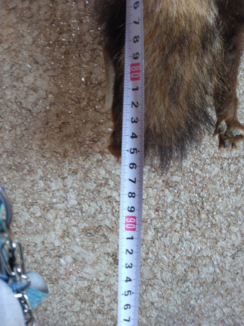 タヌキ剥製 ラクーンドック 毛皮 小型 マフラー リアルファー