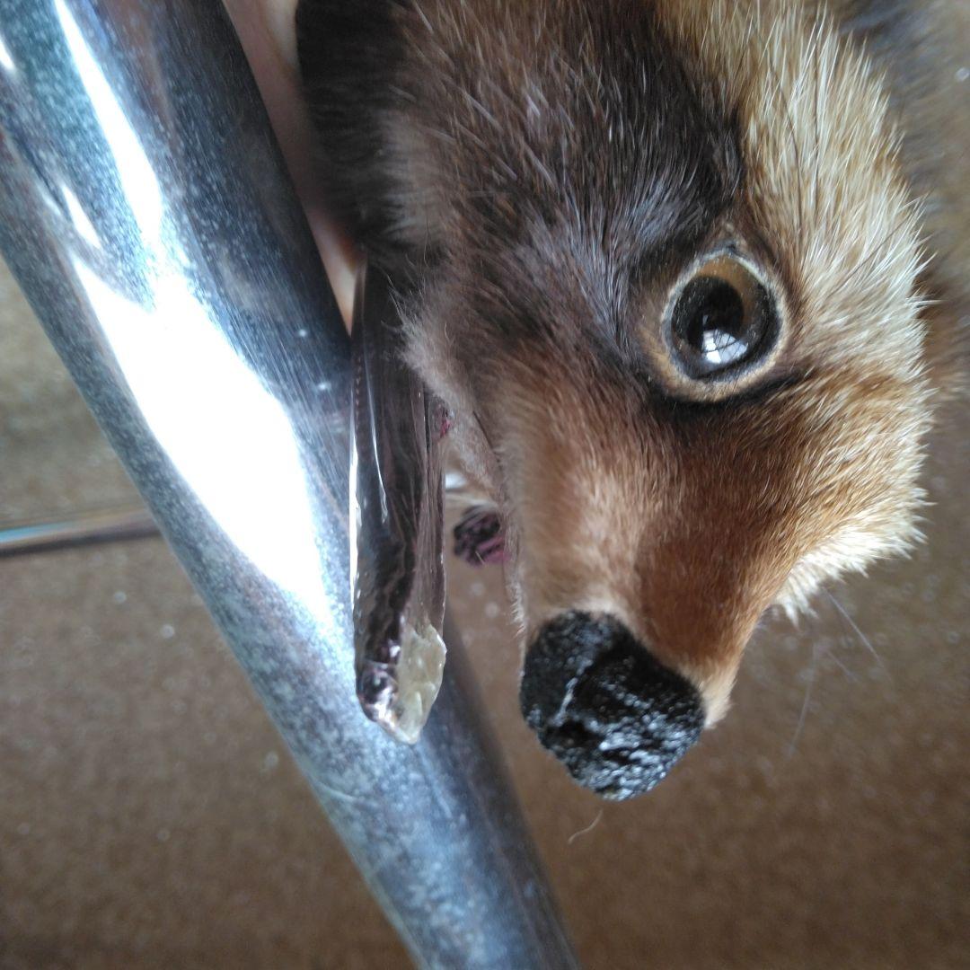 タヌキ剥製 ラクーンドック 毛皮 小型 マフラー リアルファー