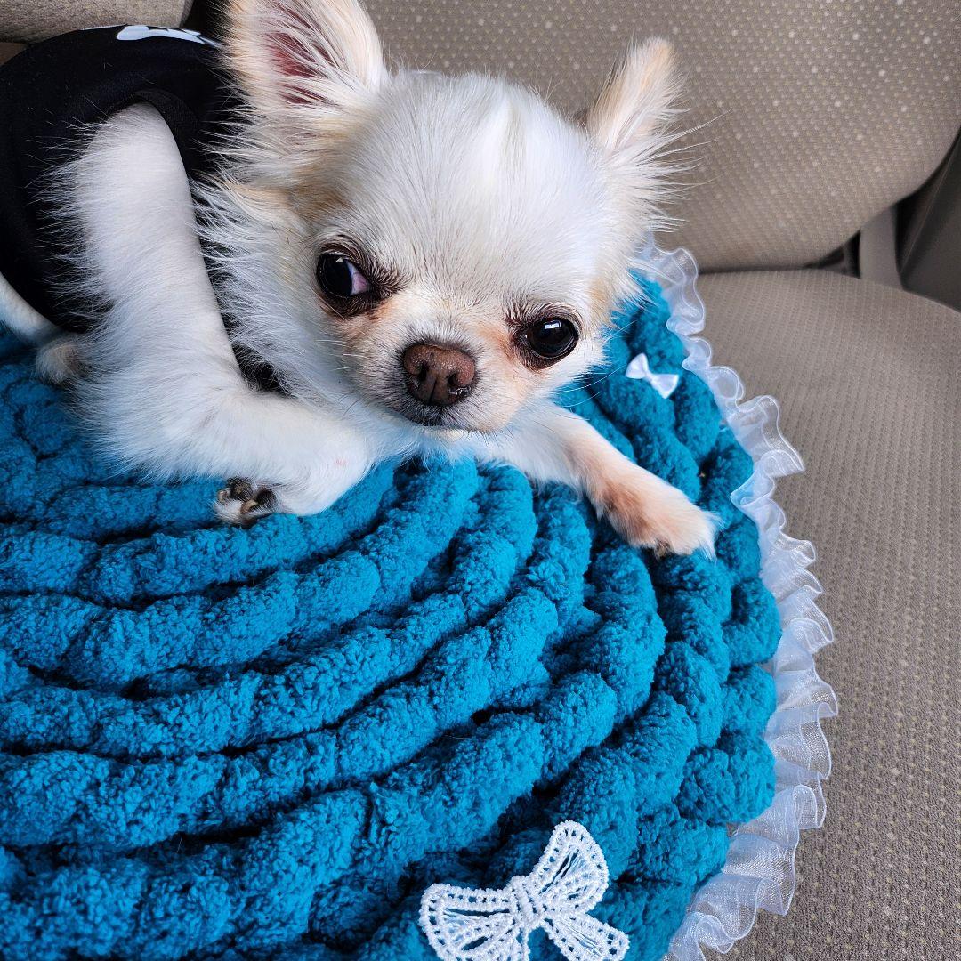 カフェマット お昼寝マット ペットマットオーダー承ります