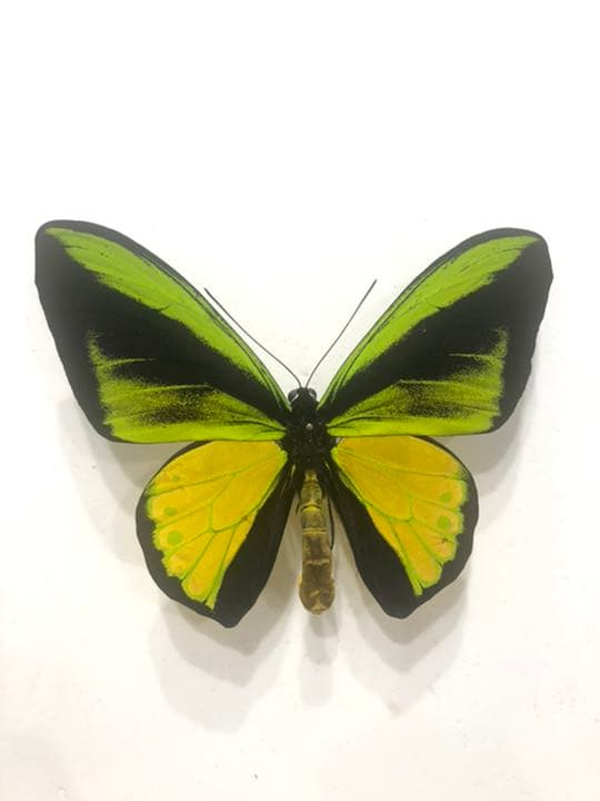 大人気種】リオック Sia ferox コロギス 昆虫標本デュビアタランチュラ