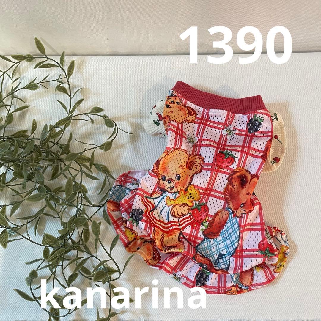 特コレクションシリーズ激レアOrnithoptera tithonus ssp.