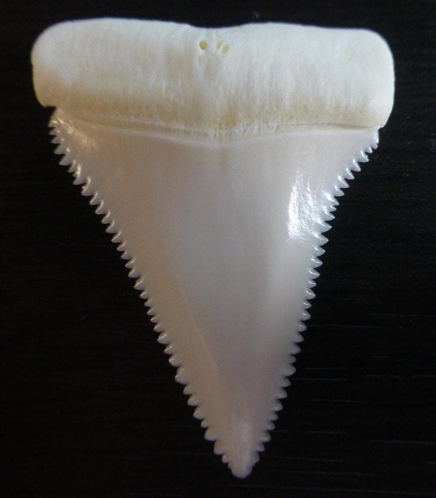 岡村靖幸 ピーチサンダーリング 指輪 シルバー 未使用品 みさお 岡村和義