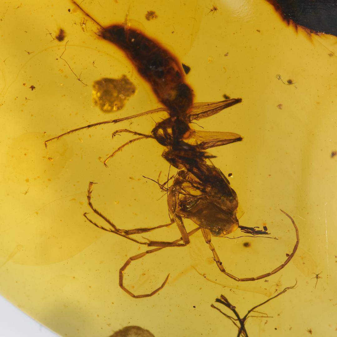 レア極上品 PA115虫入り琥珀化石 ミャンマーカムティかタナイ9900万年