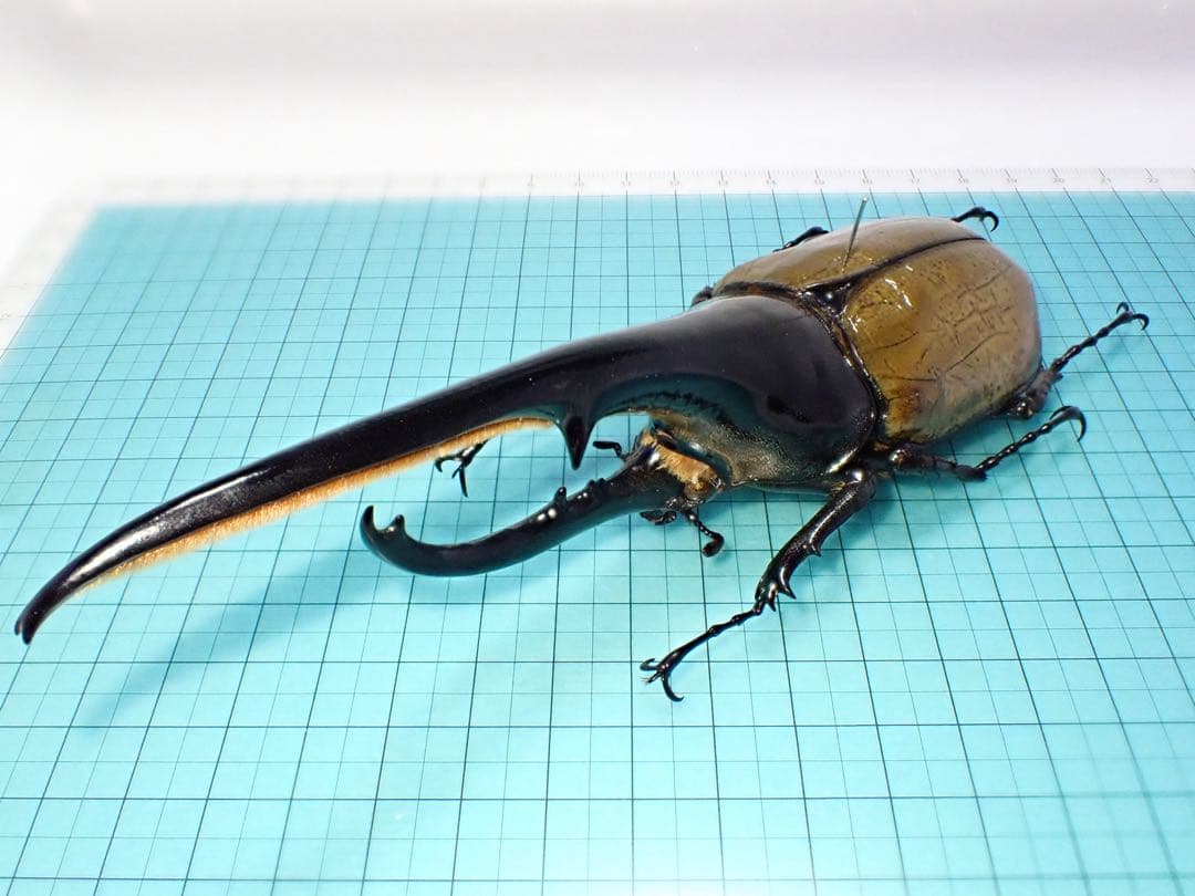 【標本】ヘラクレスオオカブトムシ　グアドループ産　156.3ミリ　飼育品