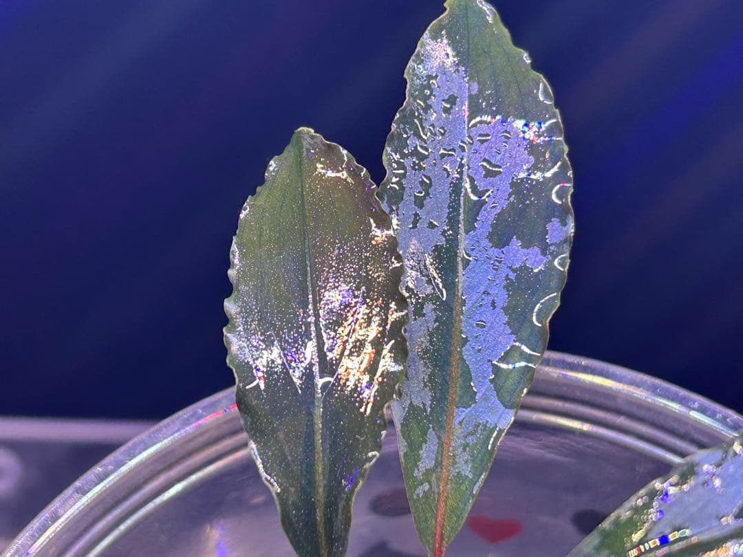 AZ便】Bucephalandra sp. Deep Purple 初便