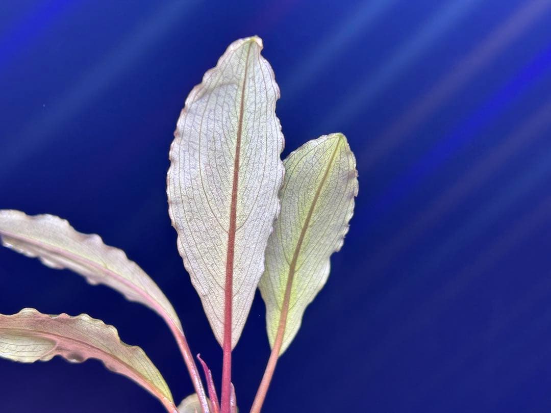 AZ便】Bucephalandra sp. Deep Purple 初便