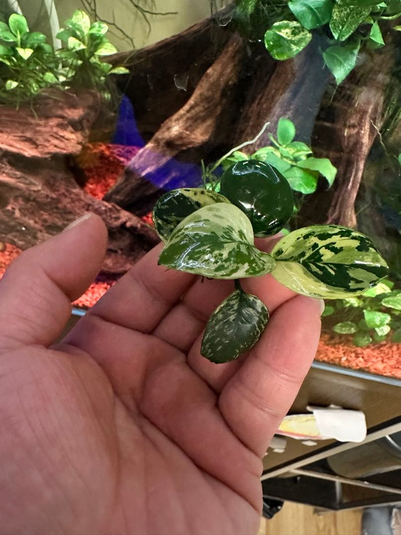 アヌビアスナナ 斑入りキング 5株