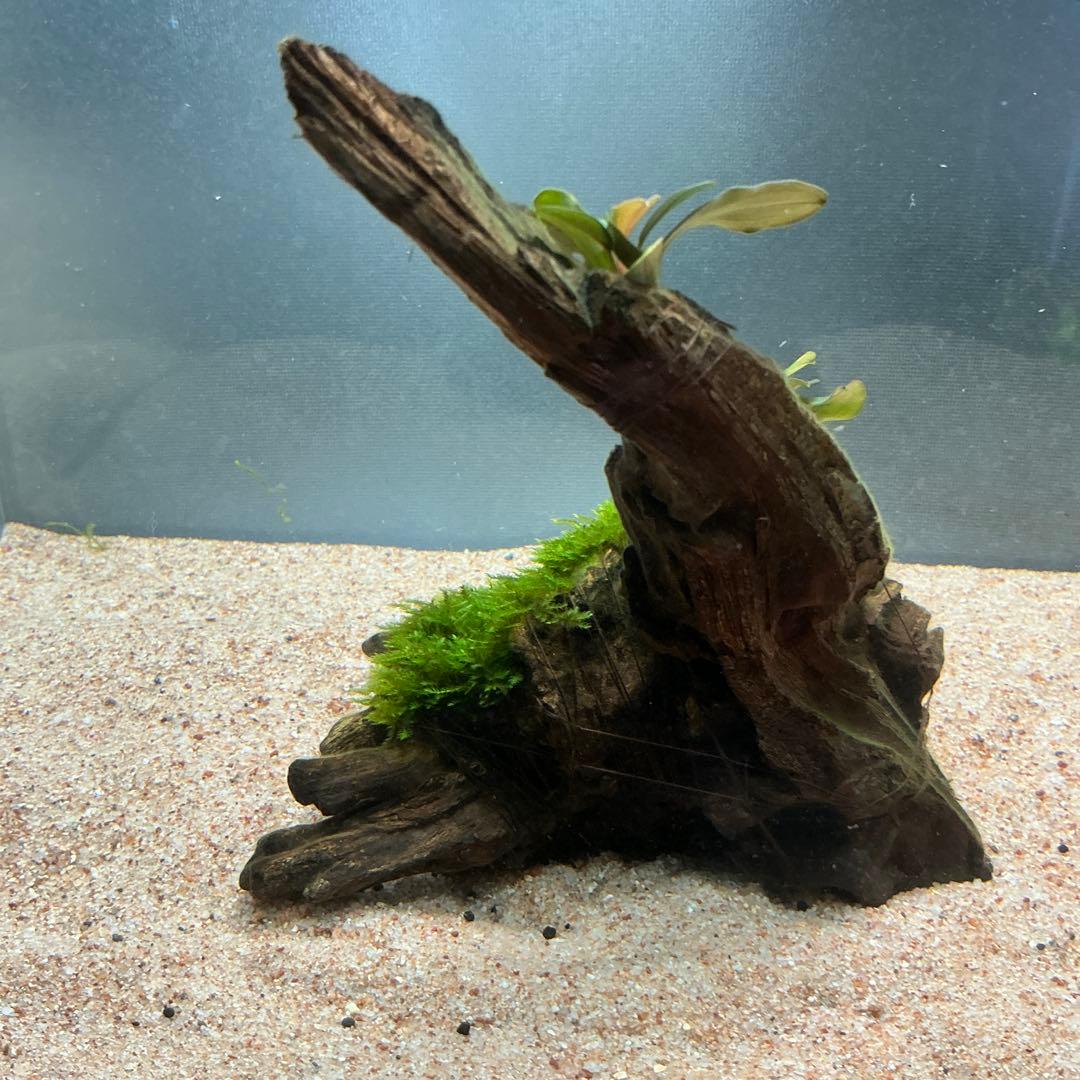 第四種郵便】ジャイアント南米モス活着ティア付流木12cmとピンナ流木