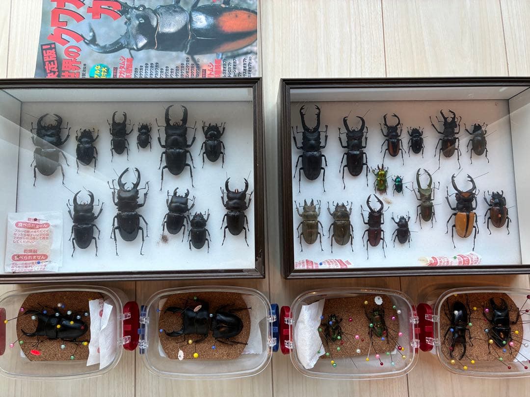 貝殻 自然標本 カサガイ 二枚貝