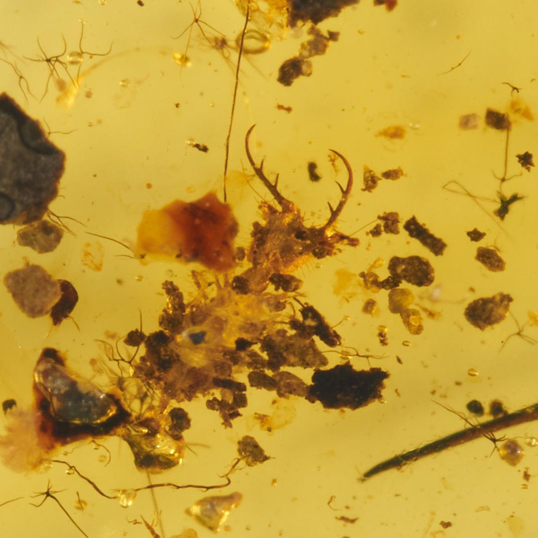 レア極上品 PA0094虫入り琥珀化石 ミャンマーカムティかタナイ9900万年