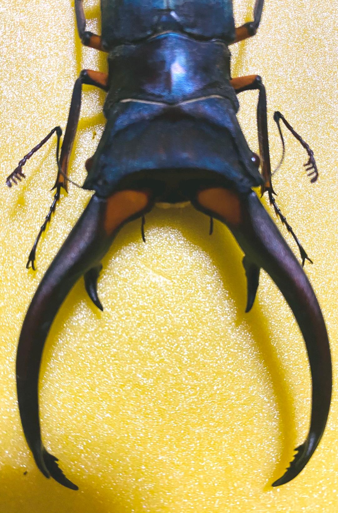 美麗 エラフスホソアカクワガタ♂野外標本 - メルカリ エラフス