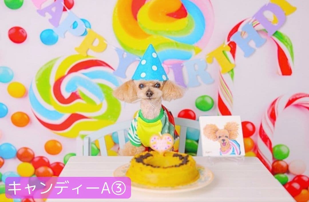 背景布【ハートO】サンプル ペット撮影用フォトブース バレンタイン