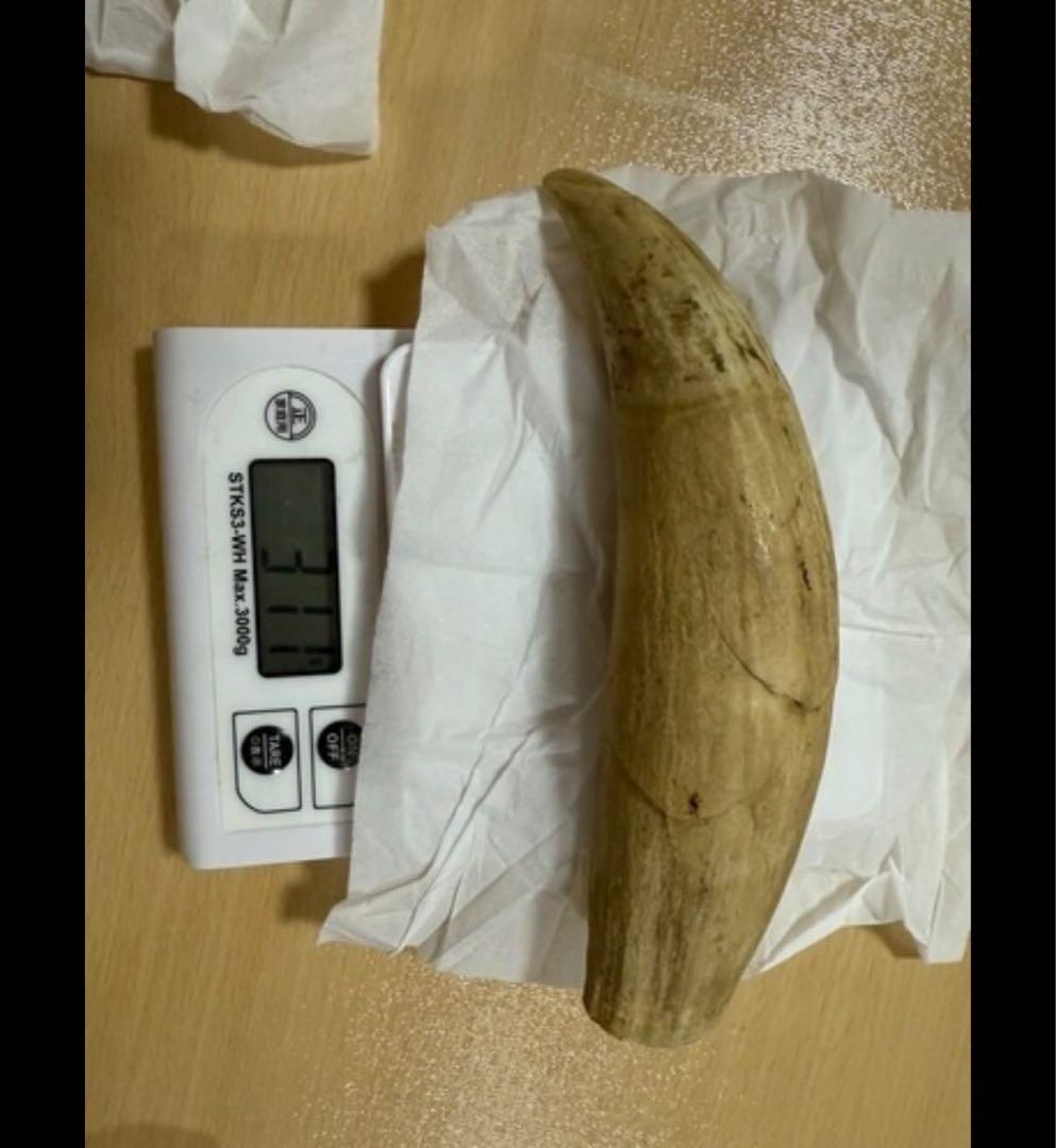 ■抹香鯨 鯨歯 牙