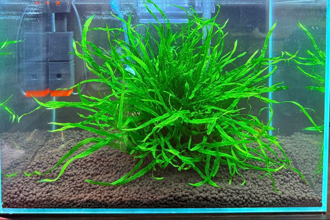 ミクロソリウム ナローリーフ 超大株