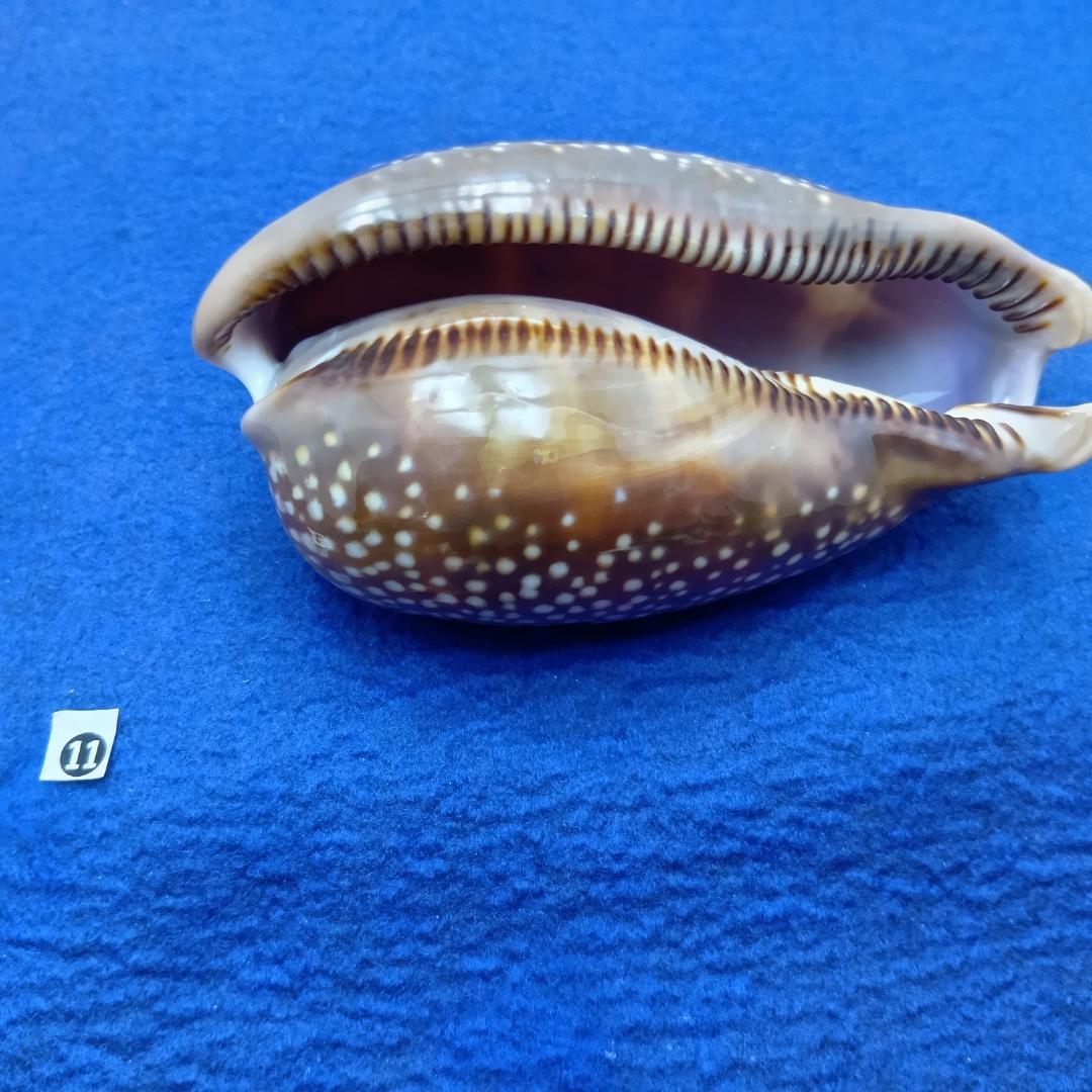 ⓯ -1貝標本シカダカラ