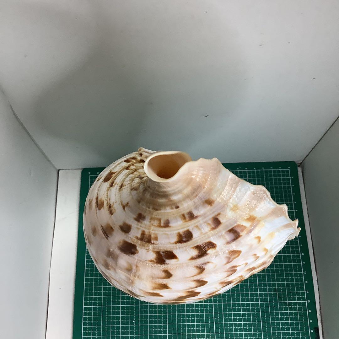 ヤフメリ③・法螺貝・山伏・修験者・金峯山・羽黒山・縁起物・魔除