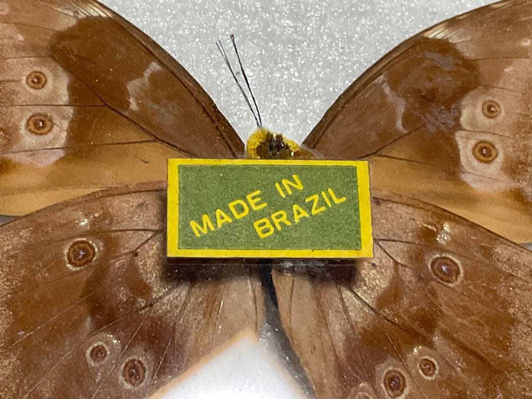 モルフォ蝶の標本盾／ブラジルのお土産。【ガラス製 MADE IN BRAZL】。