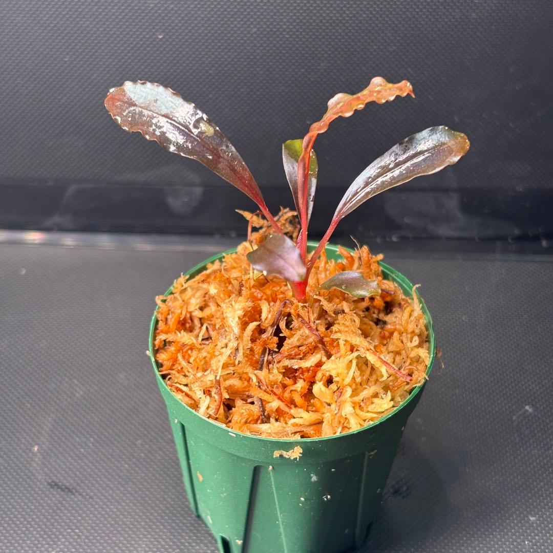 yuki様　検討用　ブセファランドラ sp. ブラウニーゴースト ナカモト