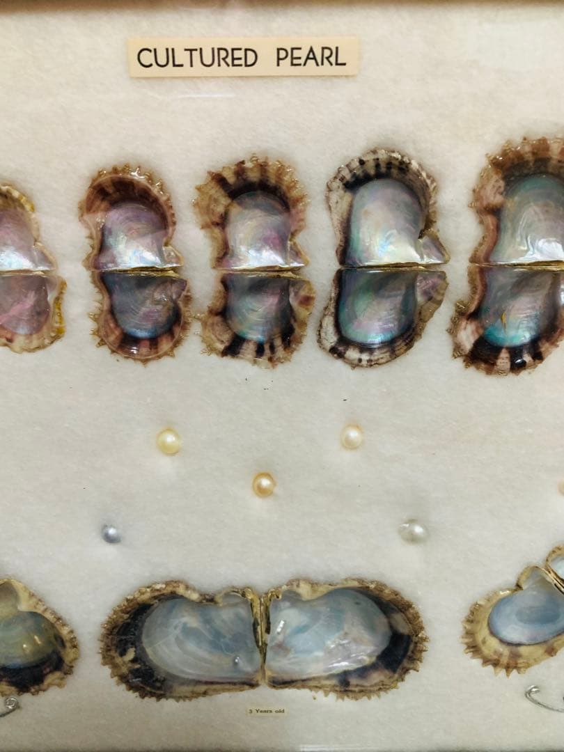 アコヤ貝 真珠 パール 養殖 標本 cultured pearl フレーム 貝殻