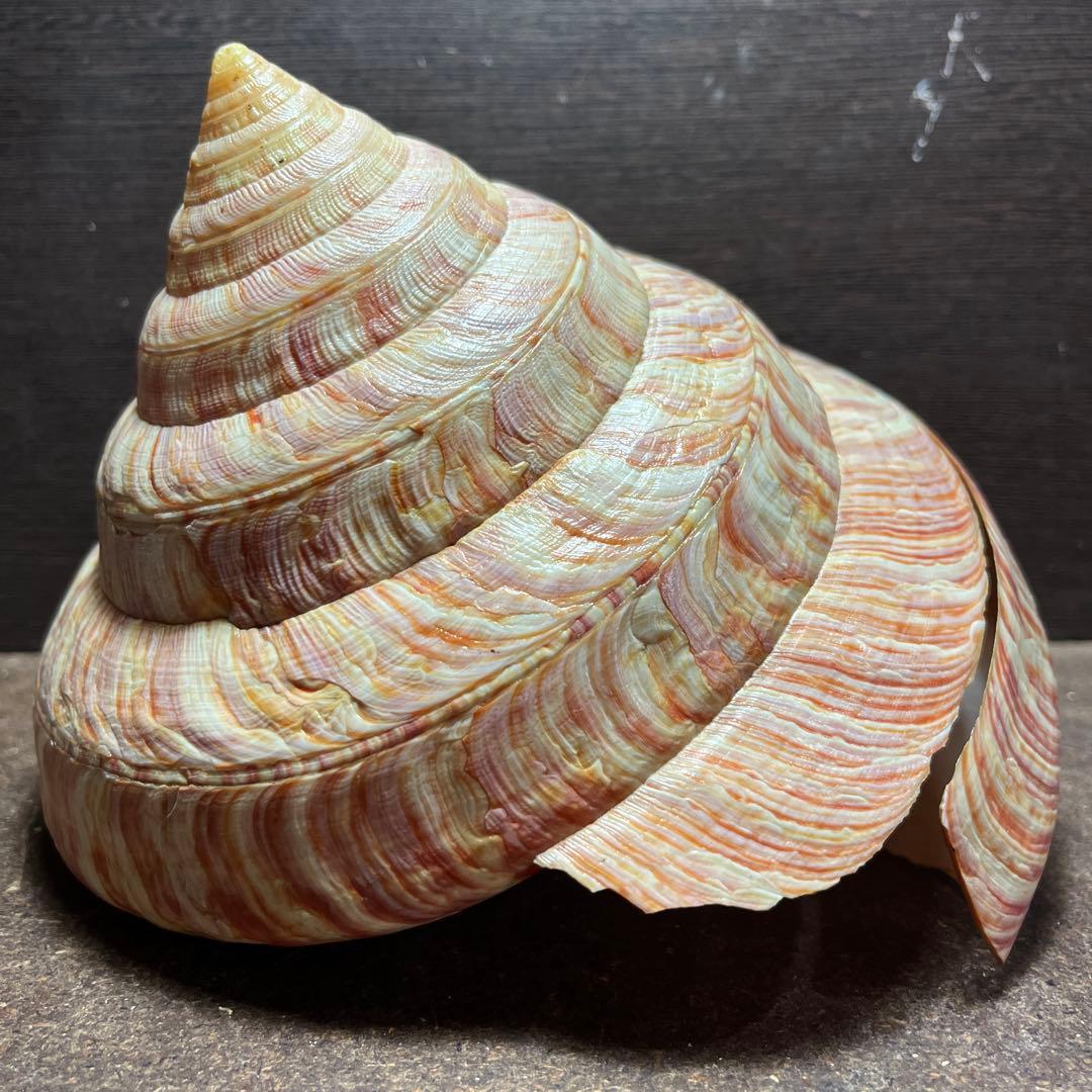 チ*ウ様 ラスト1点　激レア　美品　東シナ海産　リュウグウオキナエビス