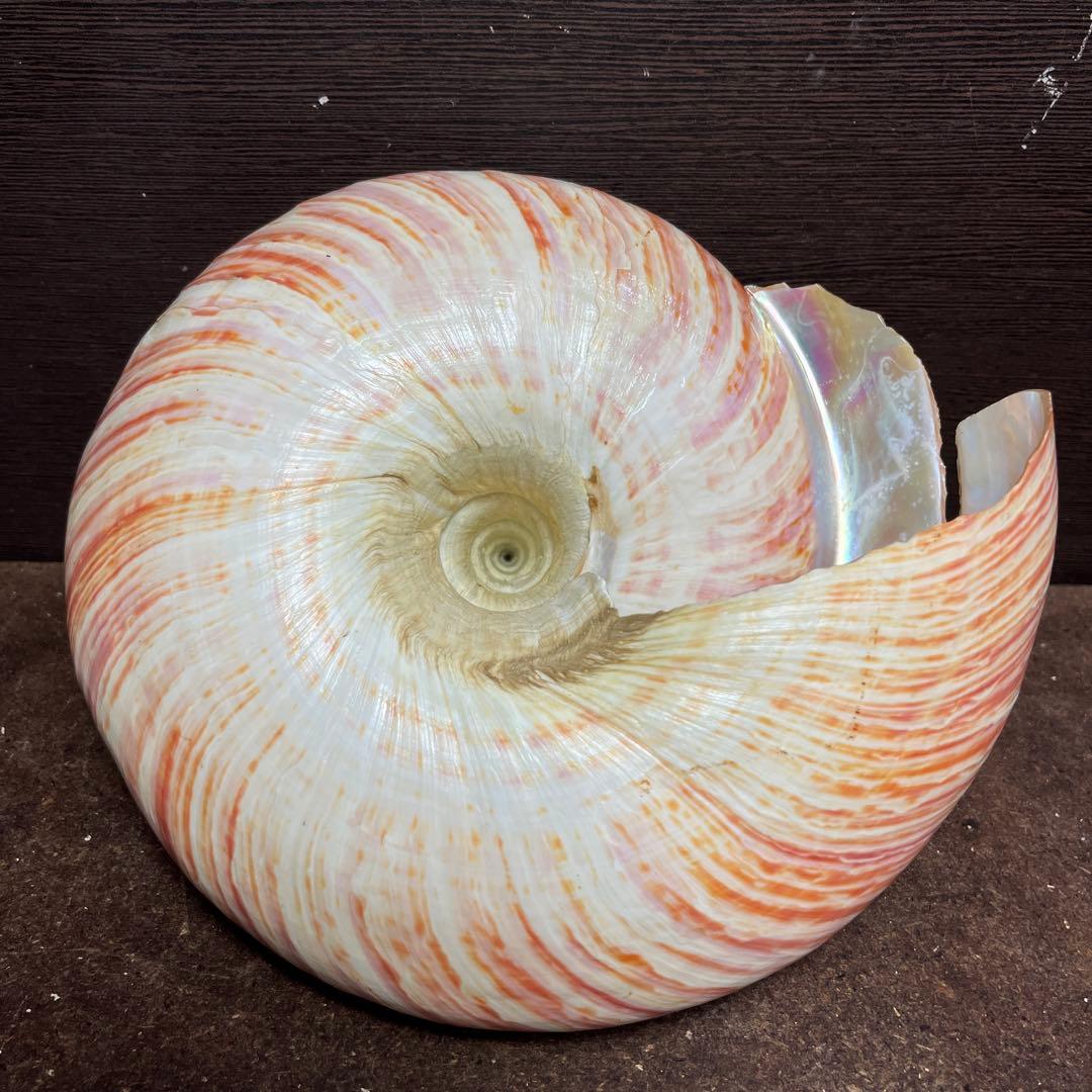 チ*ウ様 ラスト1点　激レア　美品　東シナ海産　リュウグウオキナエビス