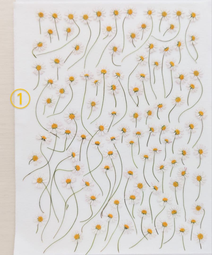 mお花になります(^^)ペビリアンデージー