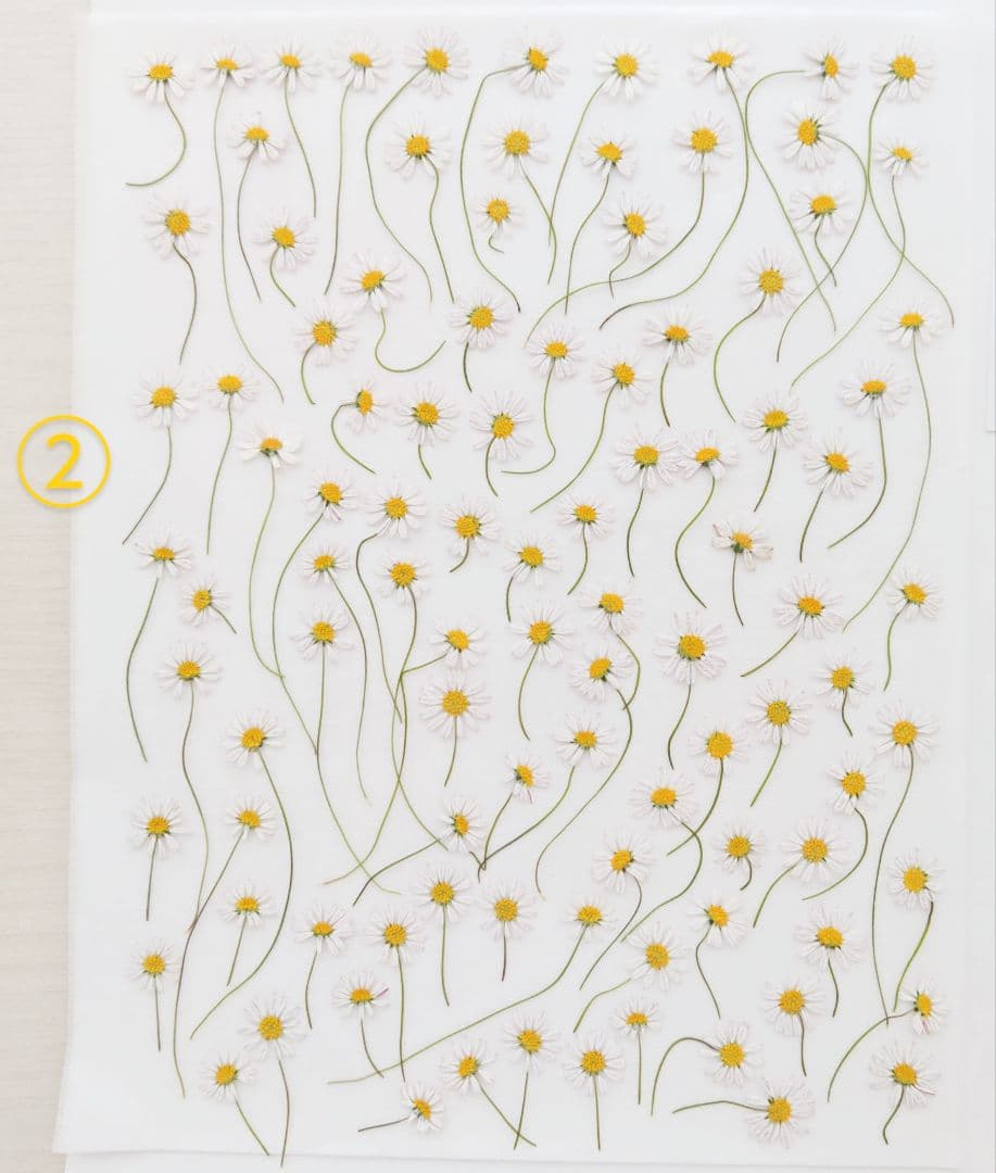 mお花になります(^^)ペビリアンデージー