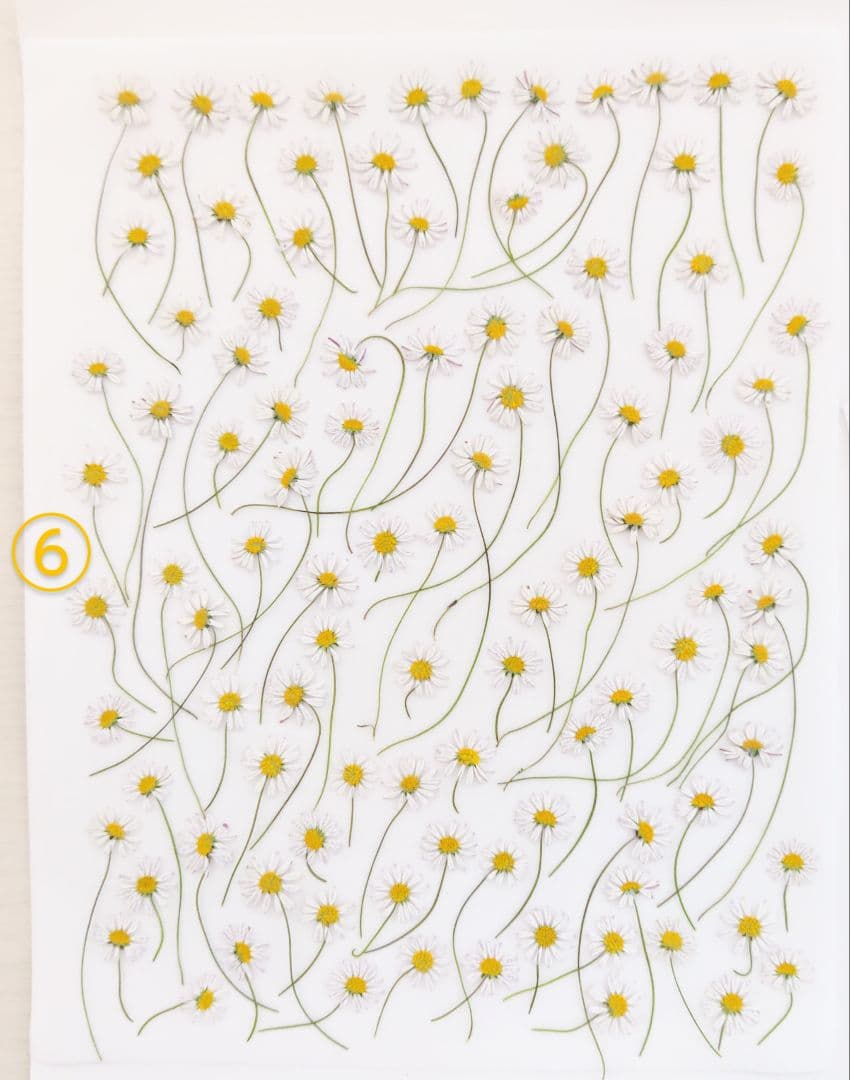 mお花になります(^^)ペビリアンデージー