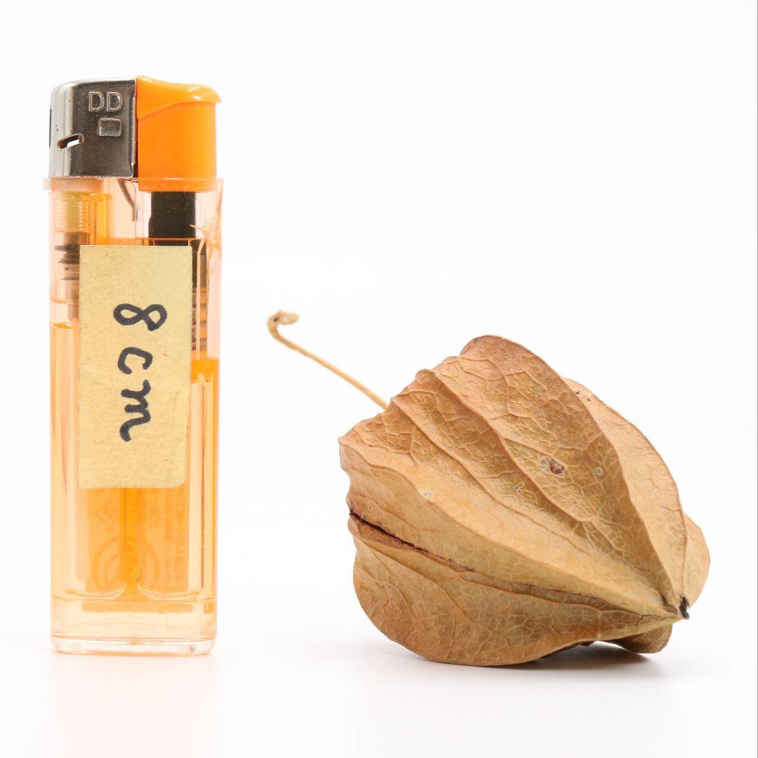 三代 中村尚濤済(喜太郎) 鬼灯 香合 乾漆 茶道具 共箱共布　rC799　N4