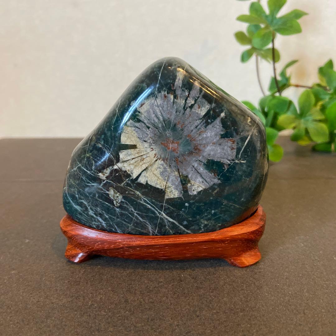 銀河に咲く菊花石☆ 鑑賞石菊花石