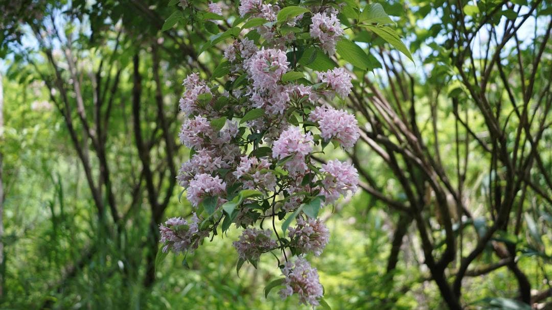 楽天市場】MS-OPTICS/MS-オプティクスLUMITAR 50mm F3.5 マルチコート