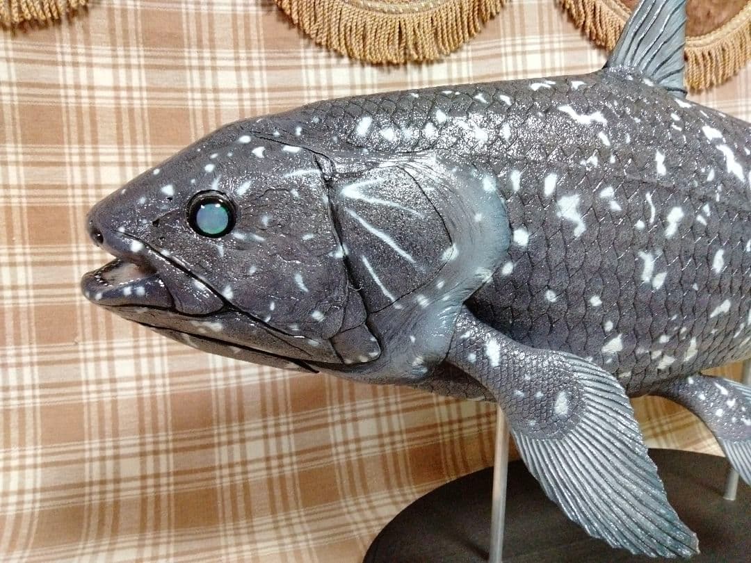 ハンドメイド 61cmシーラカンス フィギュア レプリカ 化石魚 古代魚