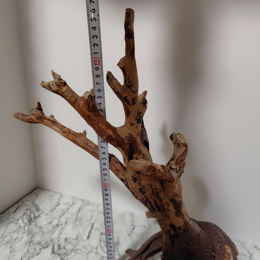 アク抜き済み流木【884】セール