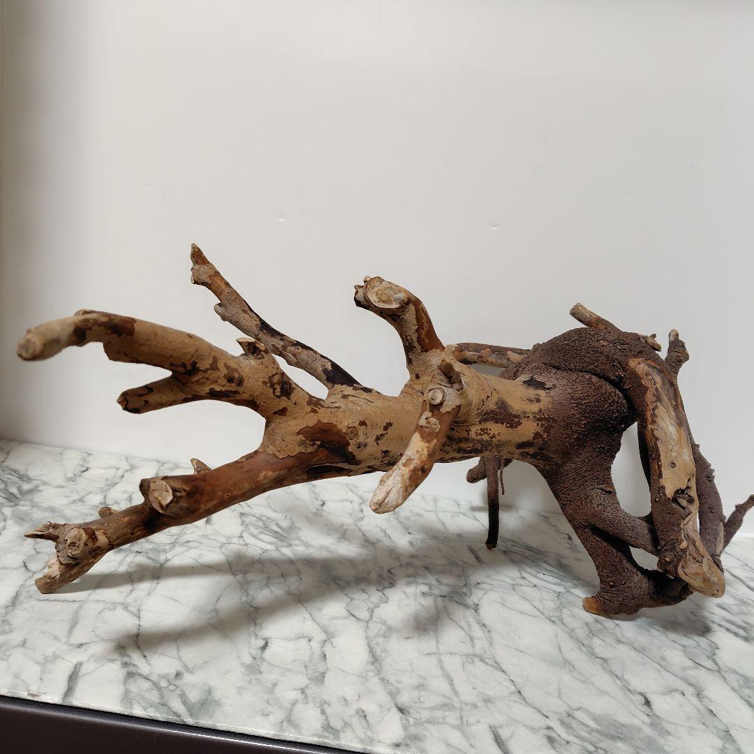 アク抜き済み流木【884】セール