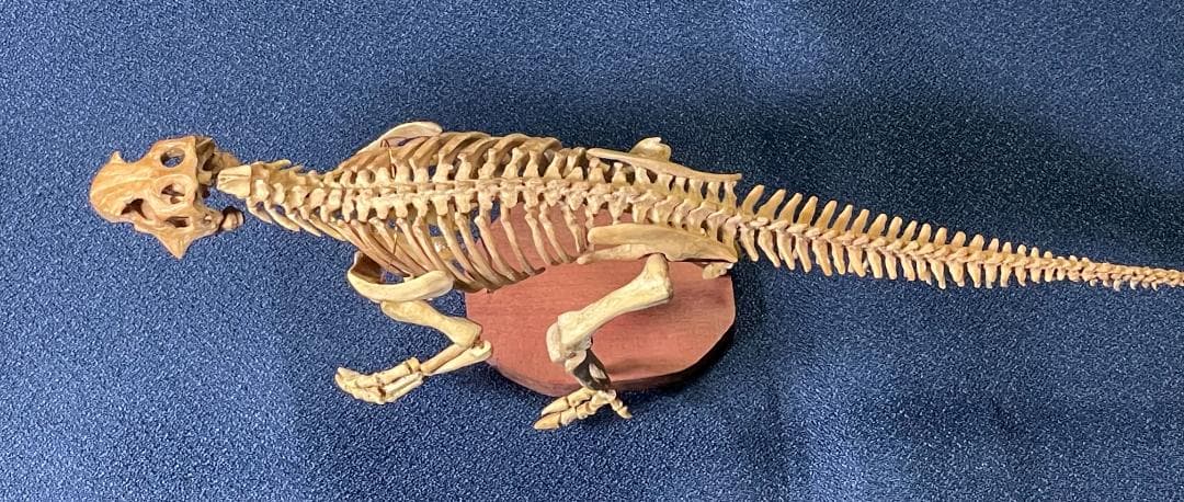 木彫　恐竜1/10　 プシッタコサウルス全身骨格模型　ツゲ製　２２㎝