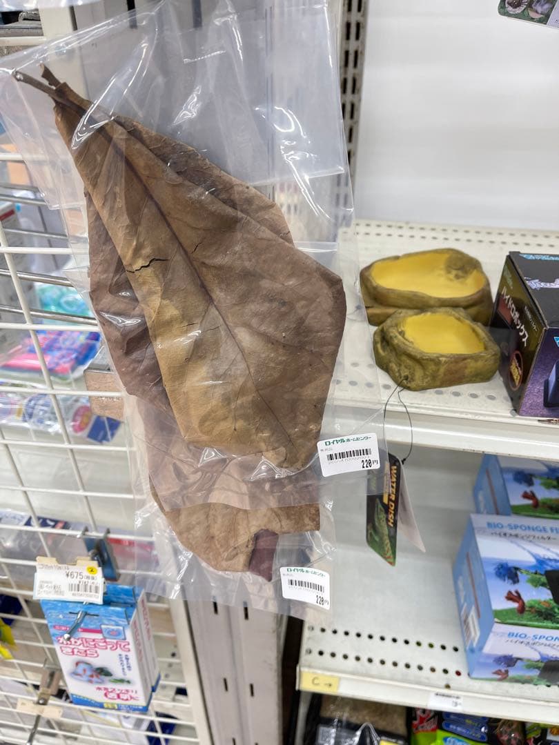 大小様々 無農薬マジックリーフ 天然ももたまな葉 12枚 12cmー