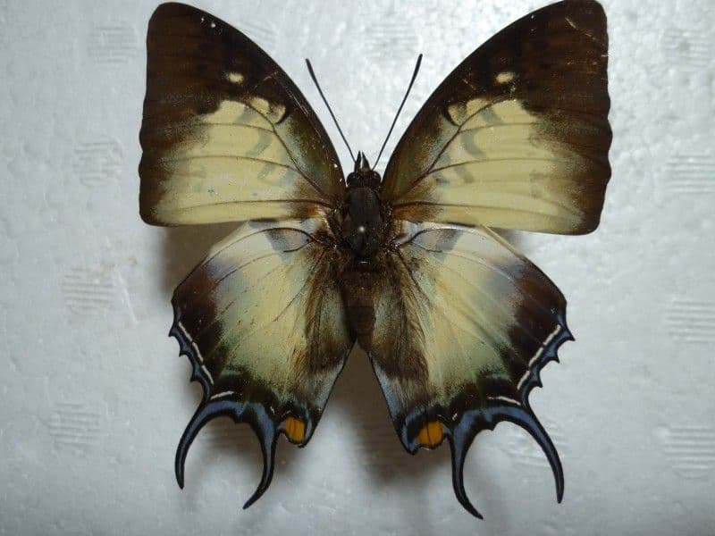 コンゴDR南部産 ポギーオオツノカナブン 81mm